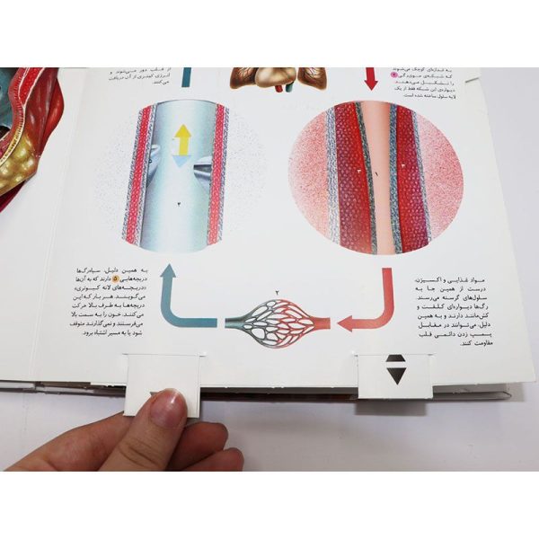 کتاب شگفتی های بدن انسان (با تکنيک هاي Pop-Up ) - Image 6