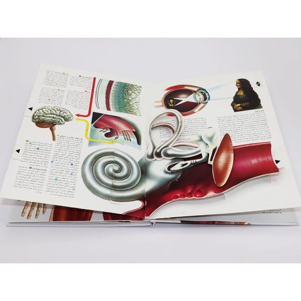 کتاب شگفتی های بدن انسان (با تکنيک هاي Pop-Up ) - Image 7